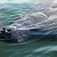 Kayak Eco Tours - Rentals - Siesta Key Fl